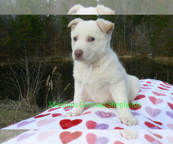 Medium Photo #6 German Shepherd Dog Puppy For Sale in PIEDMONT, MO, USA