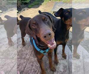Doberman Pinscher-Unknown Mix Dogs for adoption in Rochester, NY, USA
