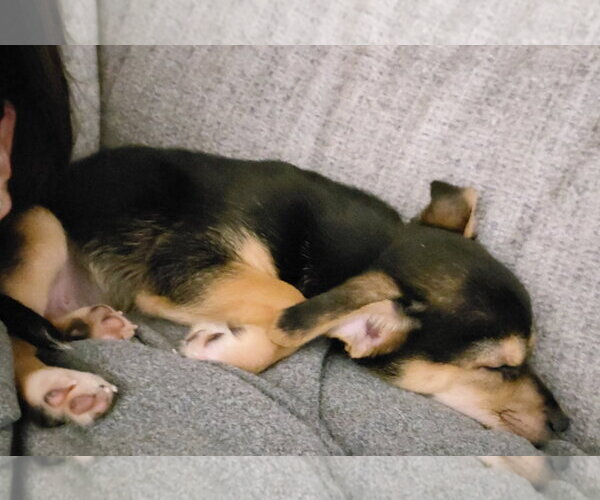 Medium Photo #3 Australian Shepherd-Chihuahua Mix Puppy For Sale in Fort Wayne, IN, USA