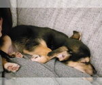 Small #2 Australian Shepherd-Chihuahua Mix