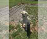 Small #1 Labrador Retriever