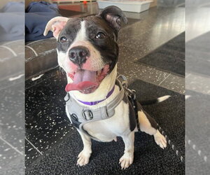 Mutt Dogs for adoption in Boston, MA, USA