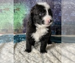 Small Photo #13 Miniature Australian Shepherd-Miniature Bernedoodle Mix Puppy For Sale in BLUE SPRINGS, MO, USA