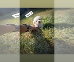 Small #4 Poodle (Toy)