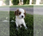 Puppy Eowyn Cavapoo