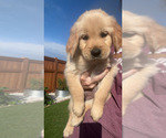 Small #1 Golden Retriever