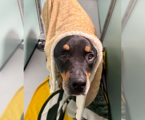 Medium Photo #3 Rottweiler Puppy For Sale in Hillsboro, NH, USA