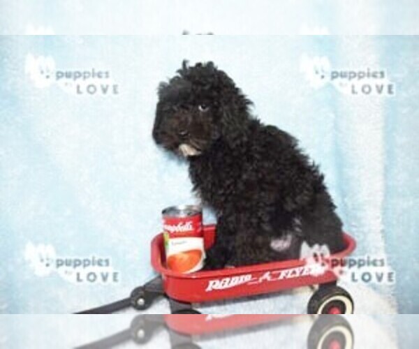 Medium Photo #1 Poodle (Miniature) Puppy For Sale in SANGER, TX, USA