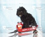 Small Photo #1 Poodle (Miniature) Puppy For Sale in SANGER, TX, USA