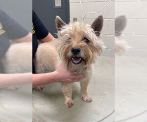 Cairn Terrier Dogs for adoption in Lee's Summit, MO, USA