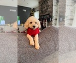 Small Photo #1 Miniature Bernedoodle Puppy For Sale in BURBANK, WA, USA