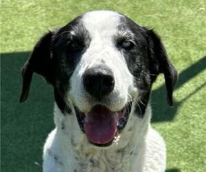 Great Pyrenees-Unknown Mix Dogs for adoption in Canton, CT, USA