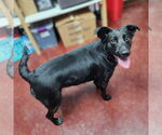 Small #4 Mutt