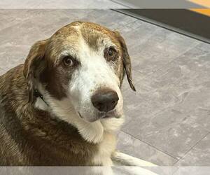 Labrador Retriever-Unknown Mix Dogs for adoption in Holly Springs, NC, USA