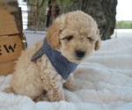 Small Photo #4 Poodle (Miniature) Puppy For Sale in HONEY BROOK, PA, USA