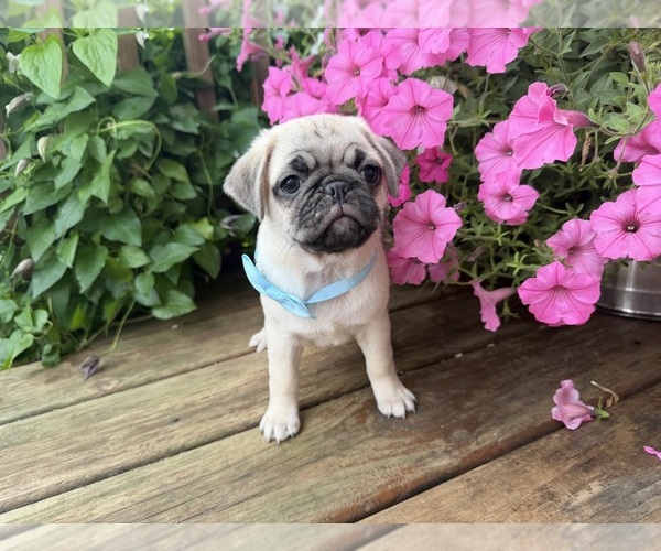 Medium Photo #11 Pug Puppy For Sale in ATHENS, WI, USA