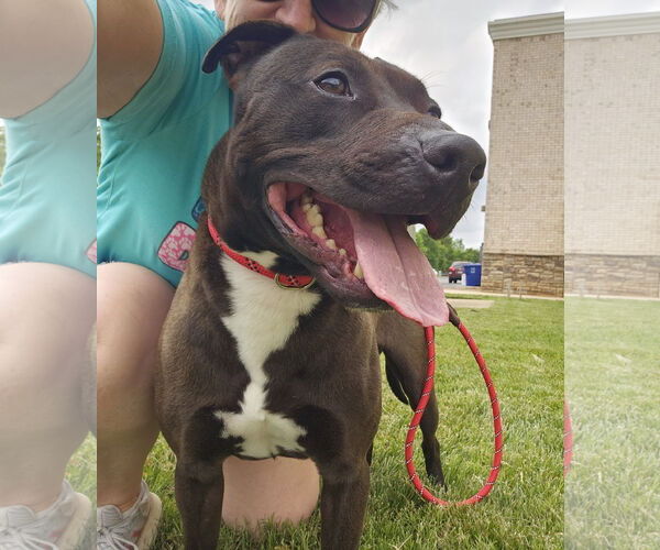 Medium Photo #1 American Staffordshire Terrier-Labrador Retriever Mix Puppy For Sale in Thomasville, NC, USA