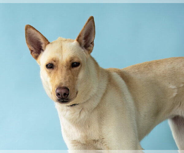 Medium Photo #2 Carolina Dog Puppy For Sale in Pasadena, CA, USA