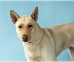 Small #1 Carolina Dog