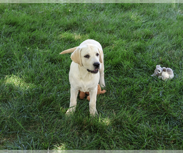 Medium Photo #6 Labrador Retriever Puppy For Sale in SYRACUSE, IN, USA