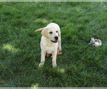 Small #5 Labrador Retriever
