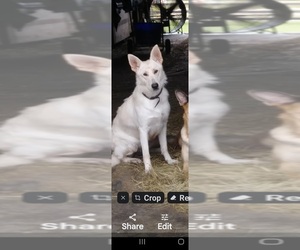 Father of the German Shepherd Dog puppies born on 02/17/2026