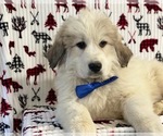 Small Photo #4 Great Pyrenees Puppy For Sale in LANCASTER, PA, USA