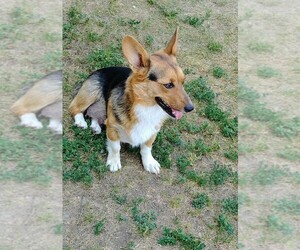Mother of the Pembroke Welsh Corgi puppies born on 09/13/2019