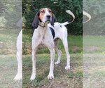 Small Photo #2 Treeing Walker Coonhound-Unknown Mix Puppy For Sale in Wetumpka, AL, USA