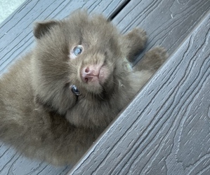 Pomeranian Puppy for sale in WILM, NC, USA