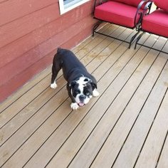 English Bulldog Puppy for sale in CHESAPEAKE, VA, USA