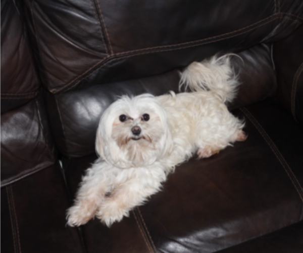 Medium Photo #1 Maltese Puppy For Sale in ROCKY MOUNT, NC, USA