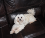 Small Photo #1 Maltese Puppy For Sale in ROCKY MOUNT, NC, USA