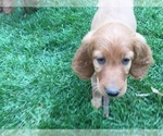 Small Photo #8 Irish Doodle Puppy For Sale in NAMPA, ID, USA