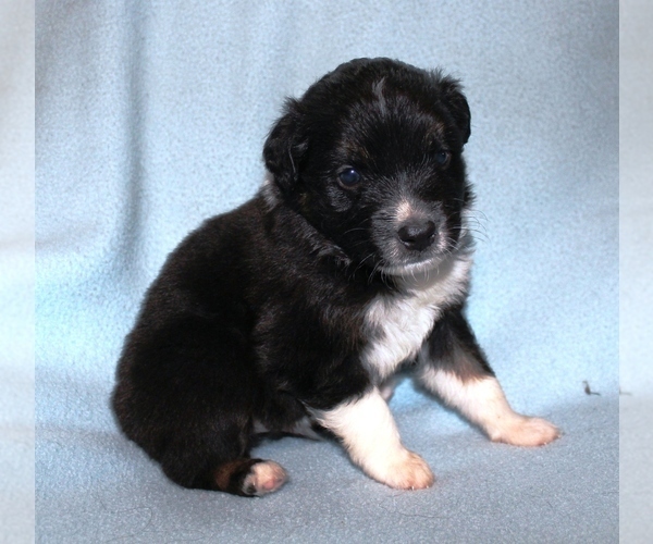 Medium Photo #2 Australian Shepherd Puppy For Sale in MARBURY, AL, USA