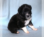 Small Photo #2 Australian Shepherd Puppy For Sale in MARBURY, AL, USA