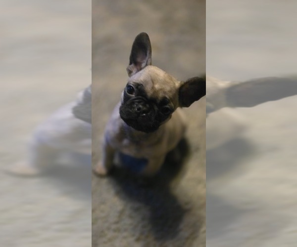 Medium Photo #2 Frenchie Pug Puppy For Sale in CLINTON, MO, USA