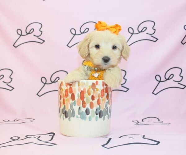 Medium Photo #10 Maltipoo Puppy For Sale in LAS VEGAS, NV, USA