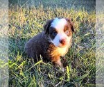 Small #5 Miniature Australian Shepherd