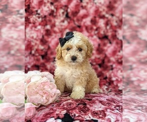Poodle (Toy) Puppy for sale in KINZERS, PA, USA