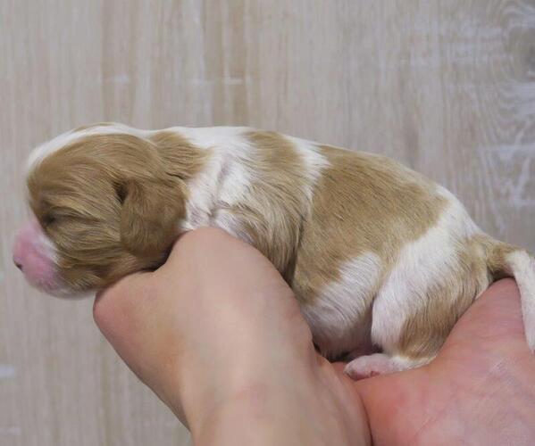Medium Photo #1 Cavalier King Charles Spaniel Puppy For Sale in WILLIAMSBURG, PA, USA