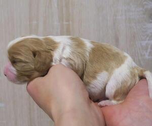 Cavalier King Charles Spaniel Puppy for sale in WILLIAMSBURG, PA, USA