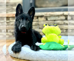 Small Photo #41 German Shepherd Dog Puppy For Sale in LENOIR, NC, USA
