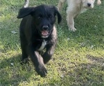 Puppy Pink Female Labradoodle