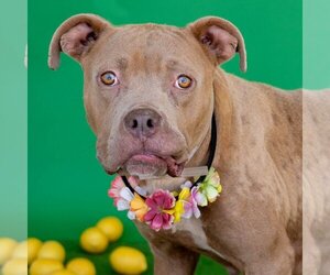 American Pit Bull Terrier-Unknown Mix Dogs for adoption in Conroe, TX, USA