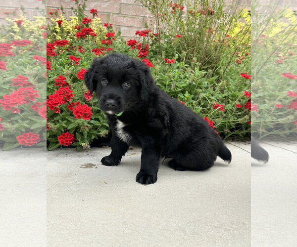 Medium Photo #10 Australian Shepherd Puppy For Sale in Euless, TX, USA