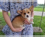 Puppy Winston Pembroke Welsh Corgi