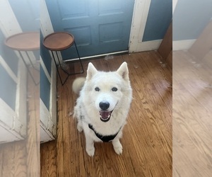 Father of the Siberian Husky puppies born on 06/28/2026