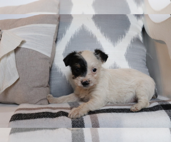 Medium Photo #3 Fox Terrier (Smooth)-Poodle (Miniature) Mix Puppy For Sale in SHILOH, OH, USA