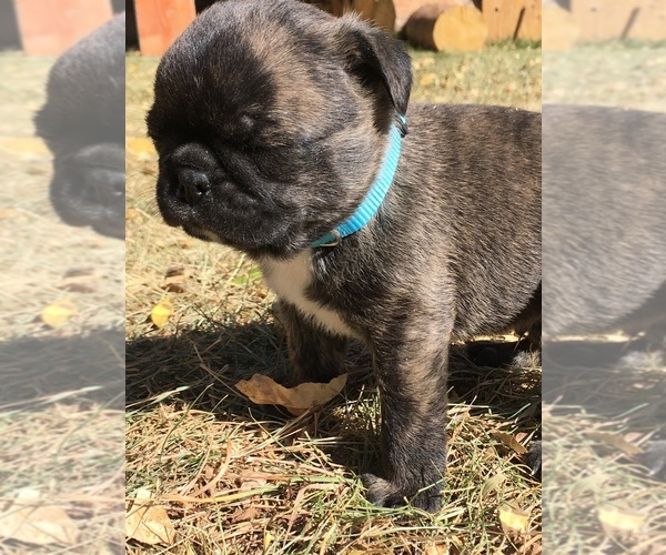 Medium Photo #18 Buggs Puppy For Sale in AFTON, WY, USA